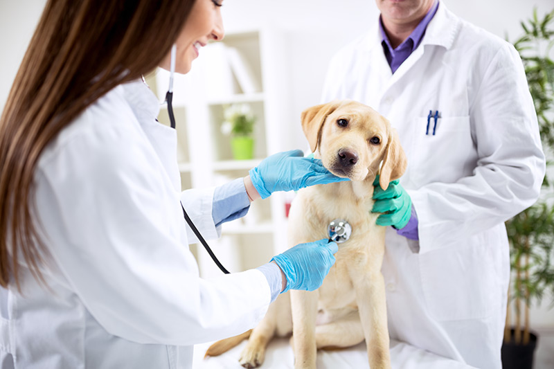 Doctors examining dog